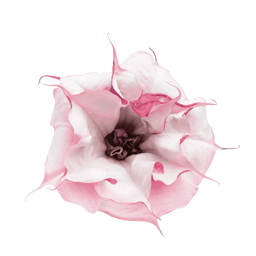 Antheia